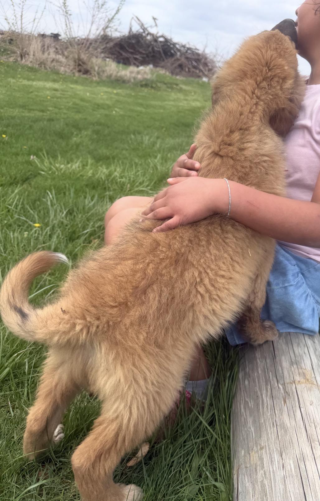 Enlarge Smithton, an adopted mixed breed in Hindsboro, IL image 2/6