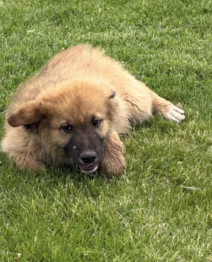Enlarge Smithton, an adopted mixed breed in Hindsboro, IL image 5/6