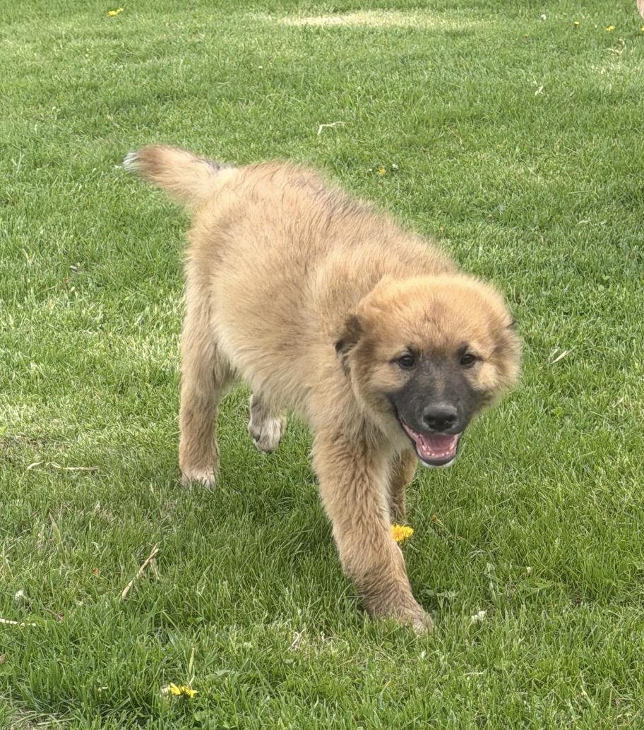 Enlarge Smithton, an adopted mixed breed in Hindsboro, IL image 1/6