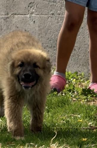 Enlarge Smithton, an adopted mixed breed in Hindsboro, IL image 6/6