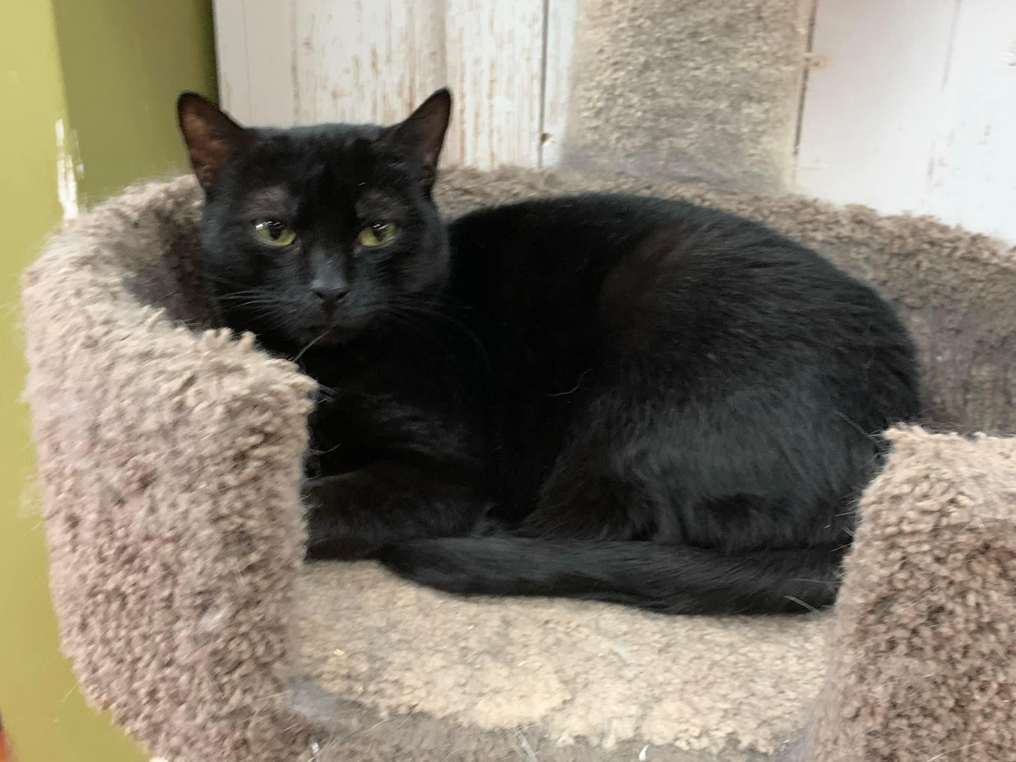 Scarlett, a Adoptable Domestic Short Hair in Maryville, TN image 1/4