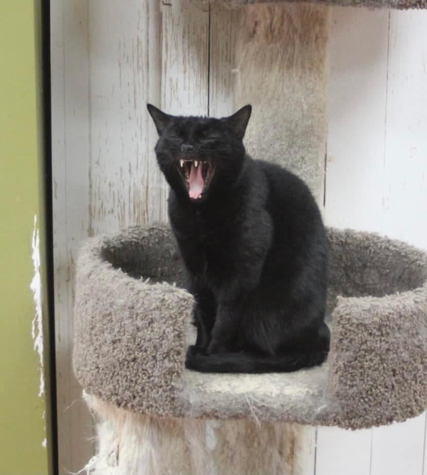 Scarlett, a Adoptable Domestic Short Hair in Maryville, TN image 2/4