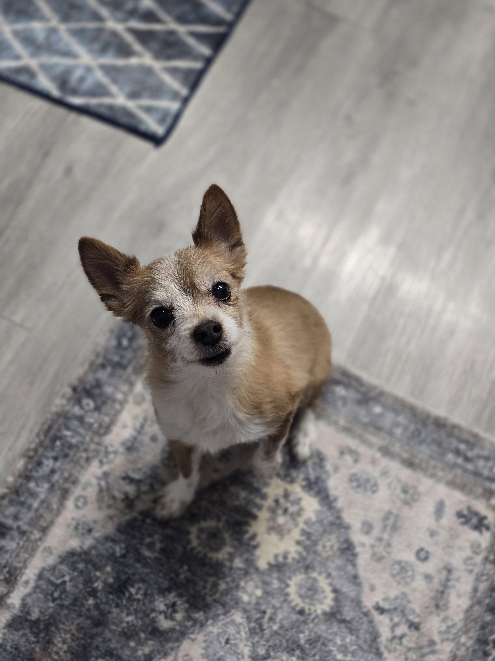 Enlarge Kit Copper Roo, a Adoptable mixed breed in Salt Lake City, UT image 2/3