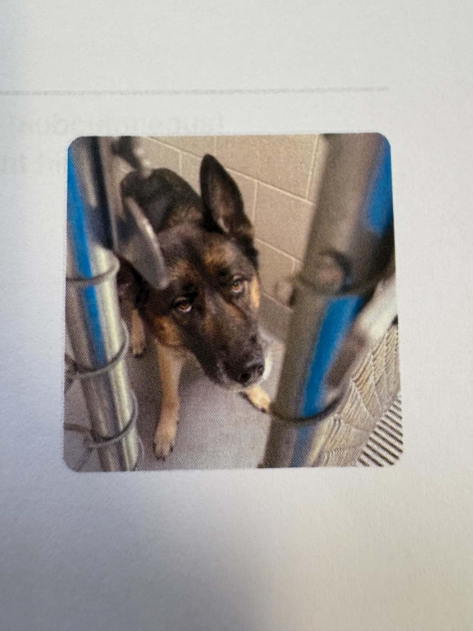 Oliver, Adoptable, Adult Male German Shepherd Dog.