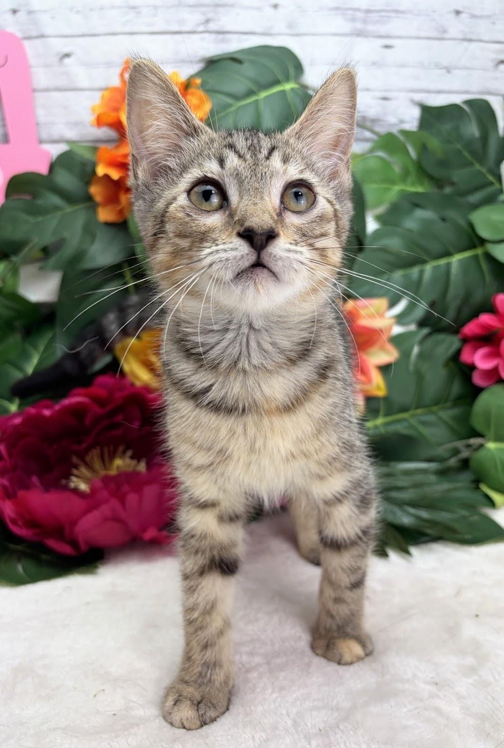 Enlarge Coconut (Adoption Pending), a Adoptable Domestic Short Hair in Rocky Hill, CT image 5/5