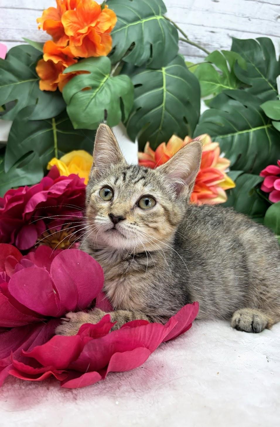 Enlarge Coconut (Adoption Pending), a Adoptable Domestic Short Hair in Rocky Hill, CT image 2/5
