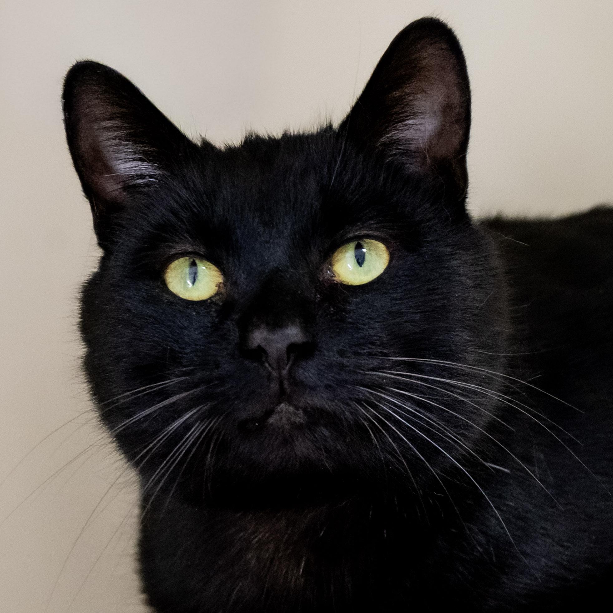 Enlarge Jake, a ADOPTABLE Domestic Short Hair in Victor, NY image 2/6