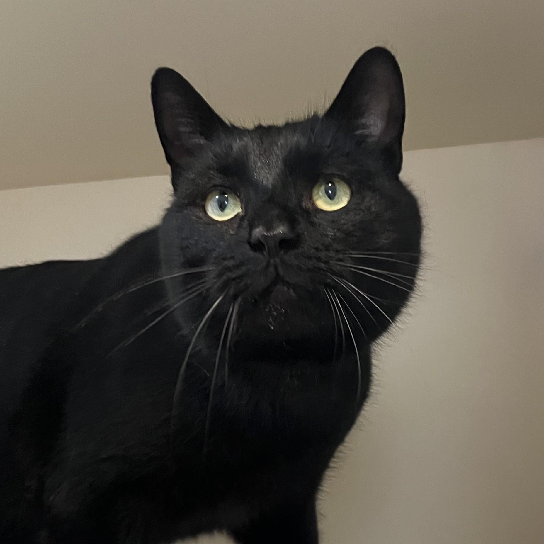 Enlarge Jake, a ADOPTABLE Domestic Short Hair in Victor, NY image 5/6