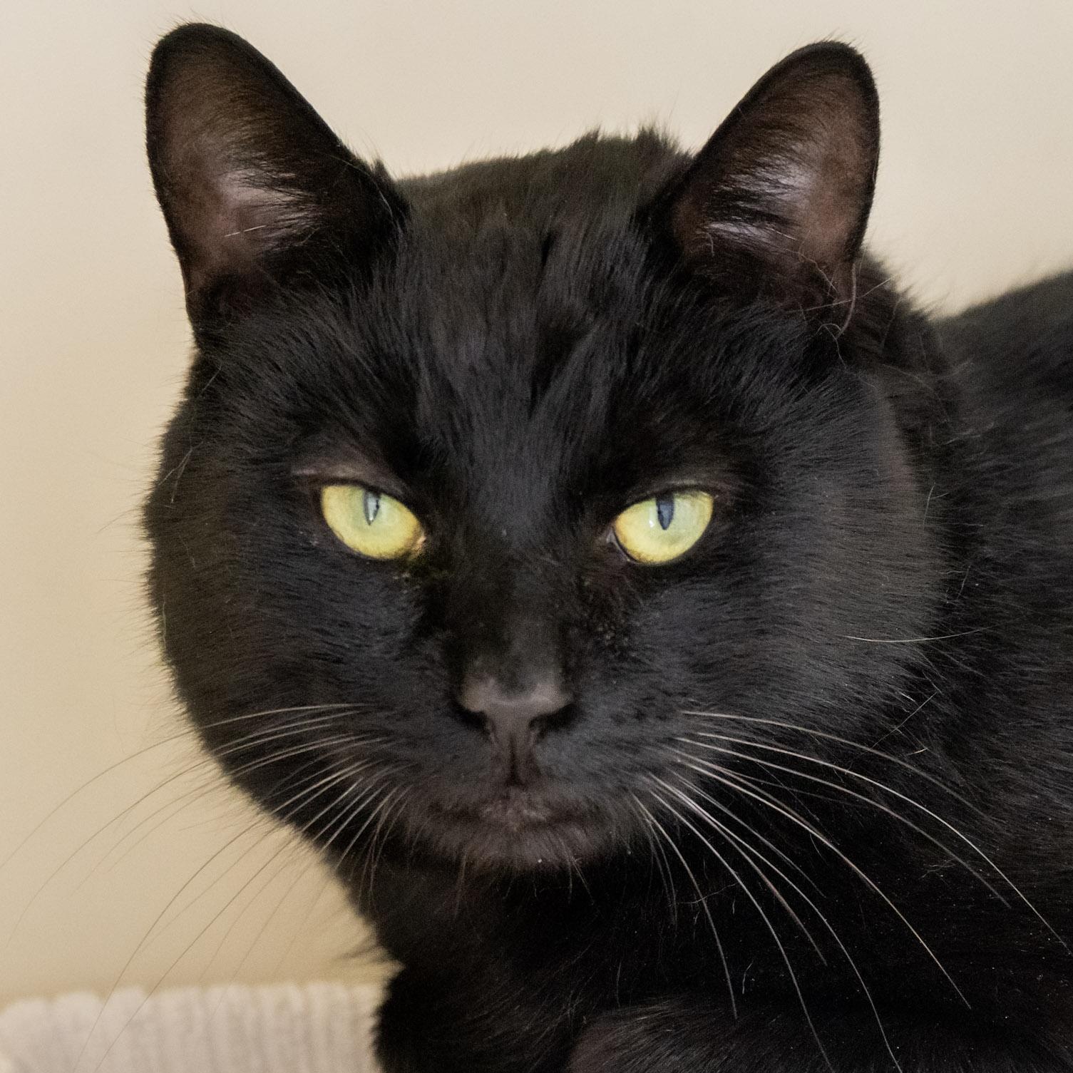 Enlarge Jake, a ADOPTABLE Domestic Short Hair in Victor, NY image 3/6