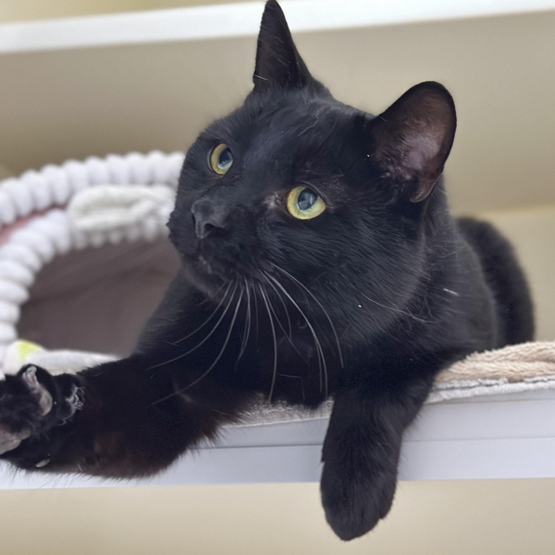 Enlarge Jake, a ADOPTABLE Domestic Short Hair in Victor, NY image 6/6