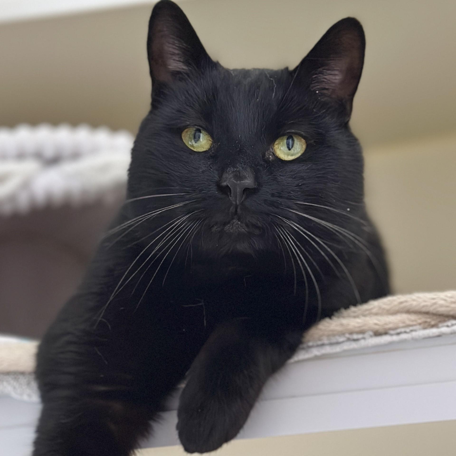 Jake, ADOPTABLE, Adult Male Domestic Short Hair.