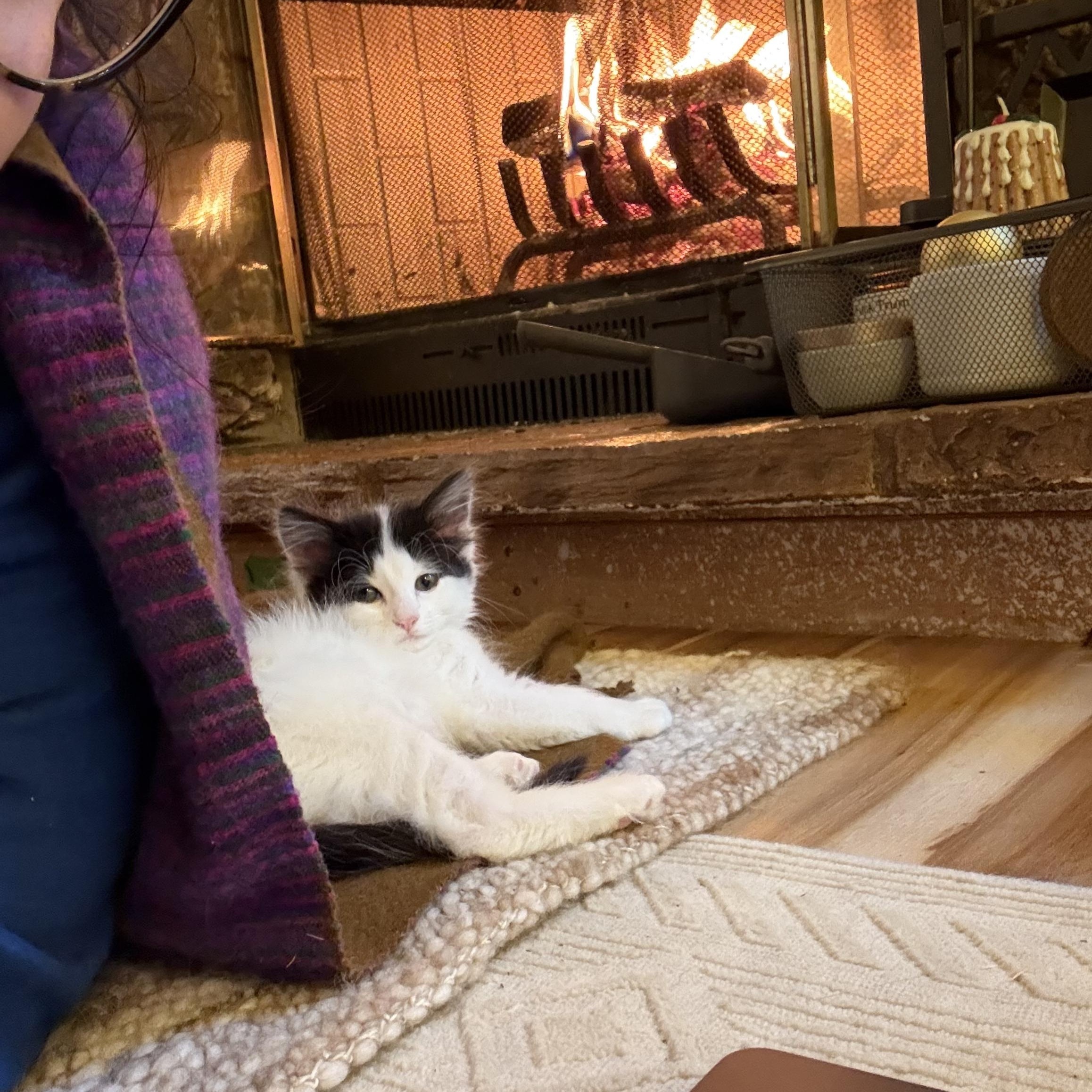 Ivy Cloud, adopted, Kitten Female Domestic Medium Hair.