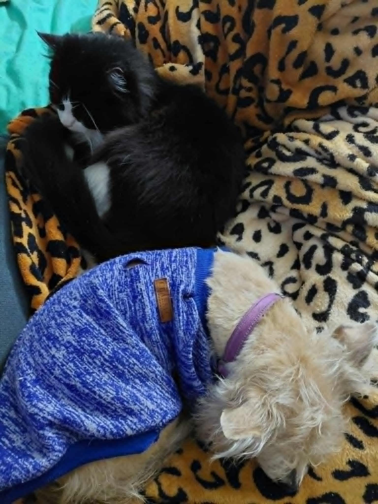 KitKat (adult), Adoptable, Young Male Domestic Long Hair.