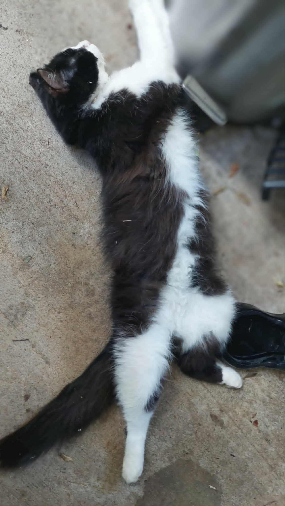 Enlarge KitKat (adult), a Adoptable Domestic Long Hair in Randolph, AL image 2/6