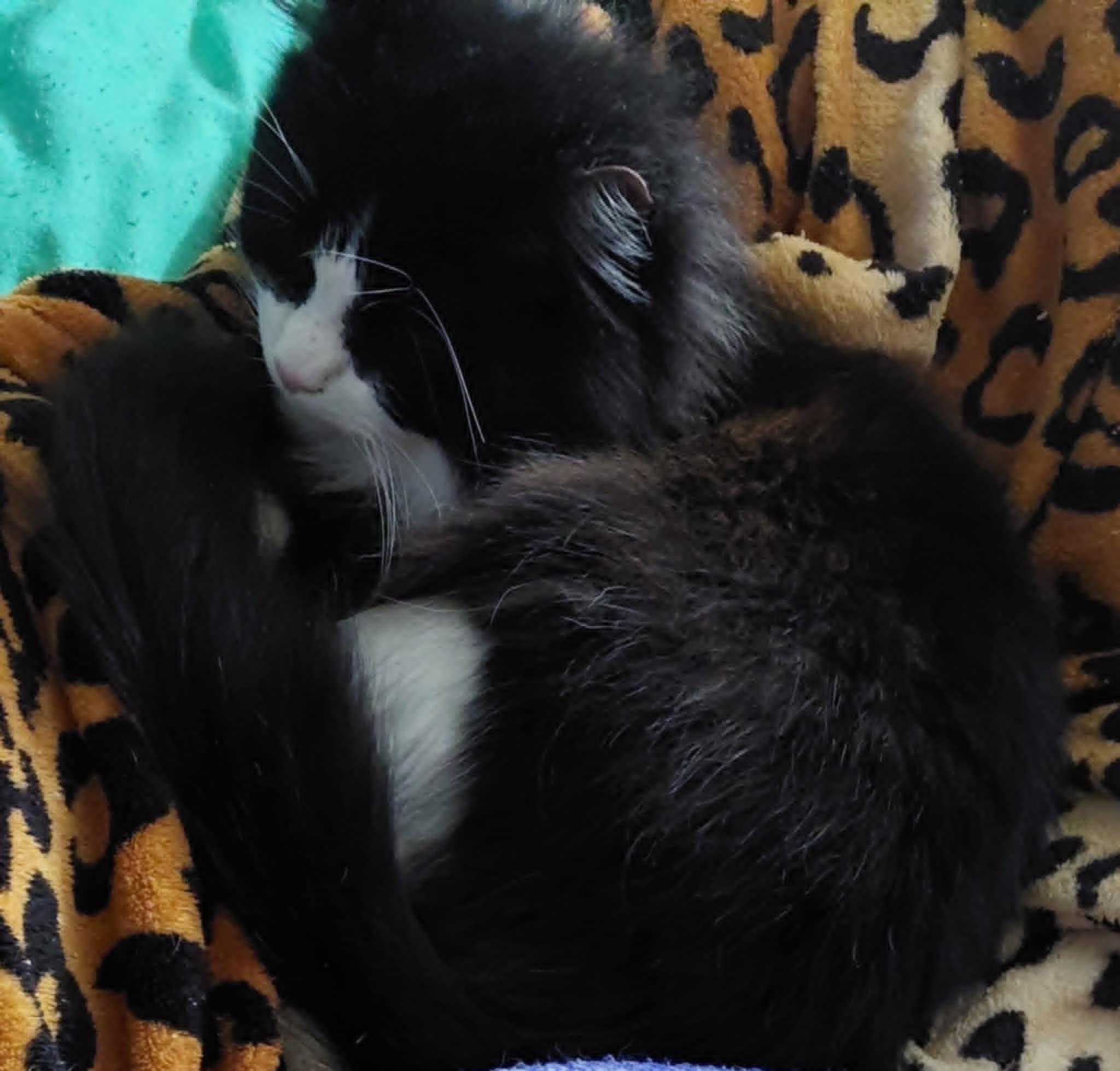 Enlarge KitKat (adult), a Adoptable Domestic Long Hair in Randolph, AL image 4/6