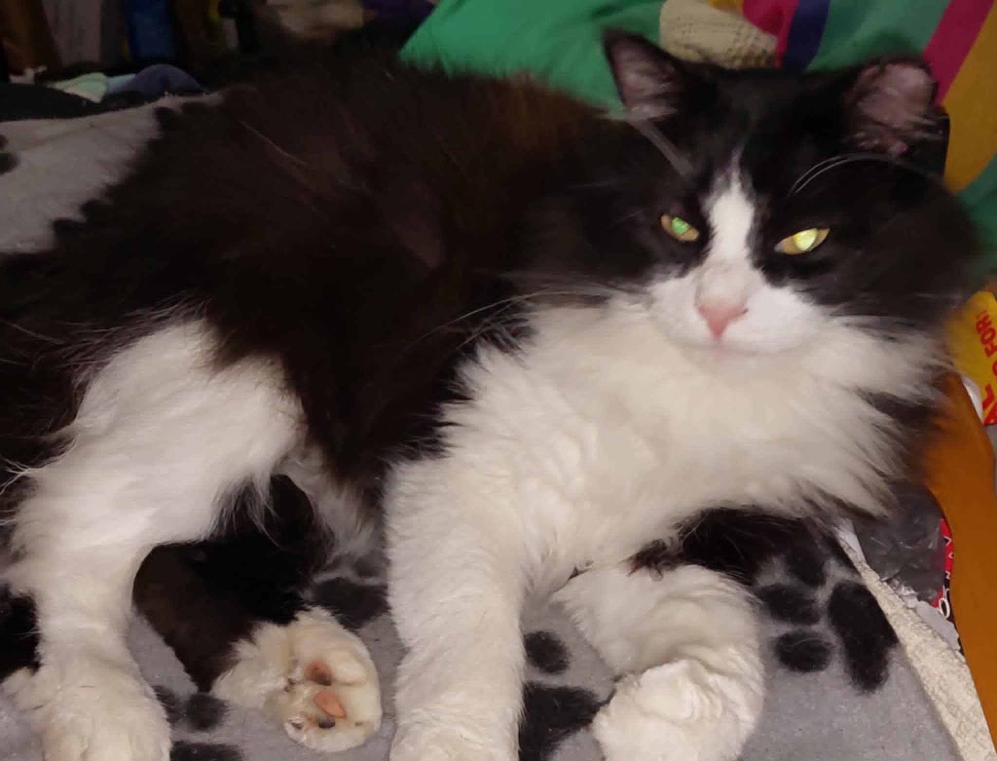 Enlarge KitKat (adult), a Adoptable Domestic Long Hair in Randolph, AL image 5/6