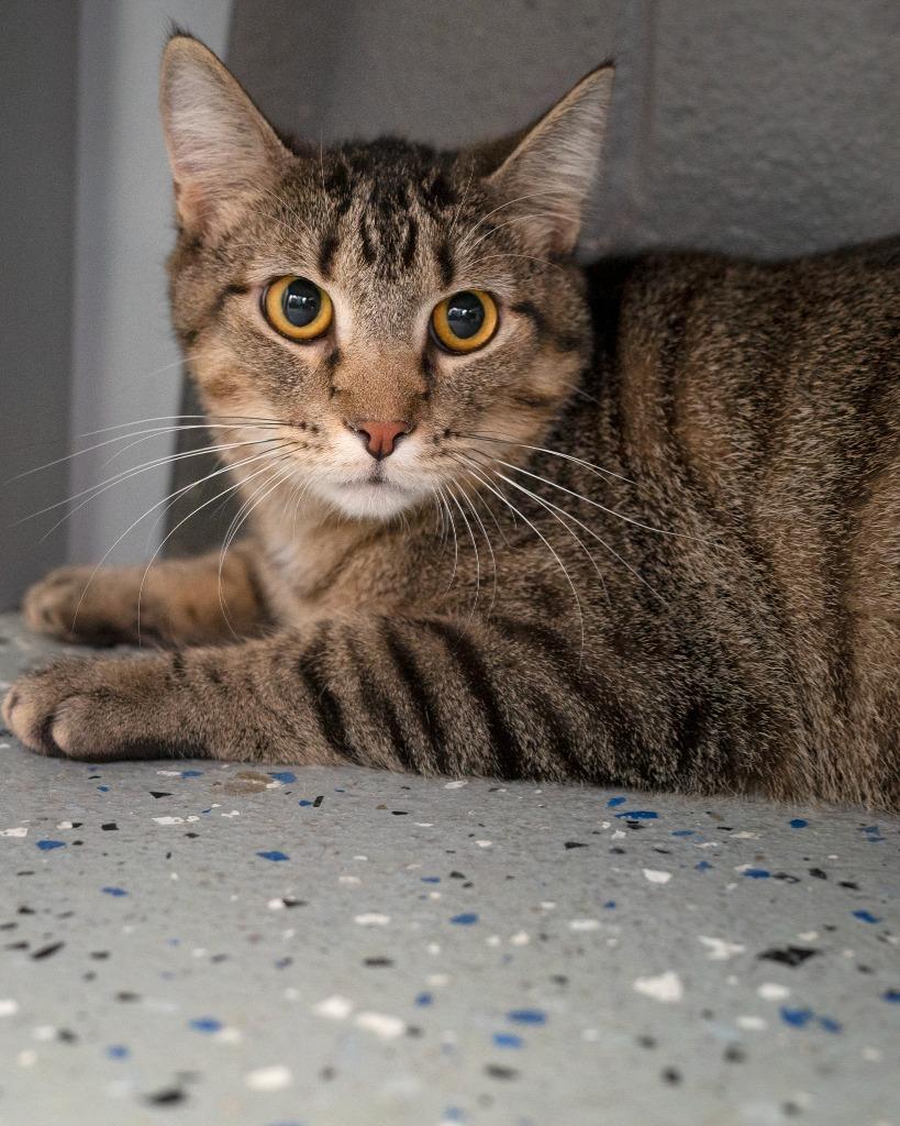 Justin, Adoptable, Young Male Domestic Short Hair.