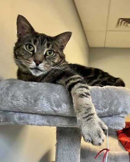 Enlarge Spiderman, a Adoptable mixed breed in Quakertown, PA image 1/3