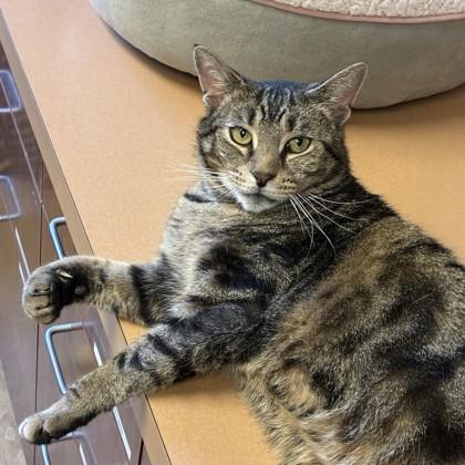 Spiderman, Adoptable, Adult Male Domestic Short Hair & Domestic Short Hair.