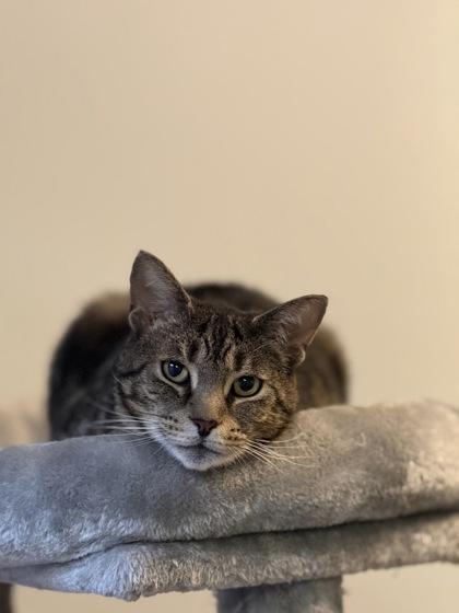 Enlarge Spiderman, a Adoptable mixed breed in Quakertown, PA image 2/3