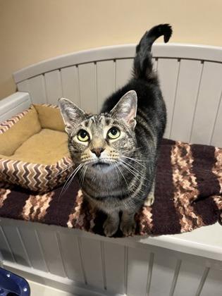 Spiderman, a Adoptable mixed breed in Quakertown, PA image 1/3