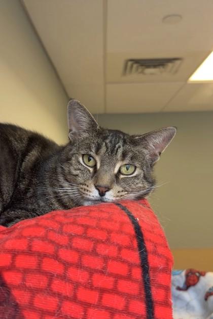 Spiderman, Adoptable, Adult Male Domestic Short Hair & Domestic Short Hair.