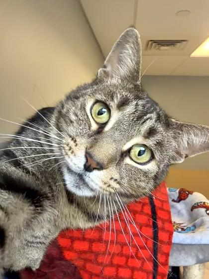 Spiderman, a Adoptable mixed breed in Quakertown, PA image 2/3