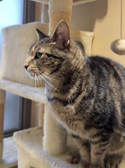 Enlarge Spiderman, a Adoptable mixed breed in Quakertown, PA image 1/3