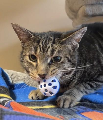 Enlarge Spiderman, a Adoptable mixed breed in Quakertown, PA image 2/3
