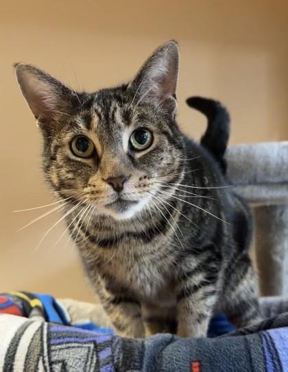 Enlarge Spiderman, a Adoptable mixed breed in Quakertown, PA image 3/3