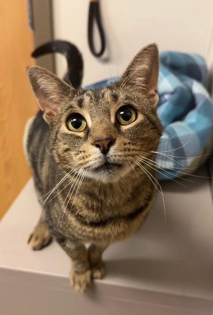 Spiderman, a Adoptable mixed breed in Quakertown, PA image 3/3