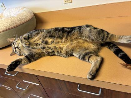 Enlarge Spiderman, a Adoptable mixed breed in Quakertown, PA image 3/3