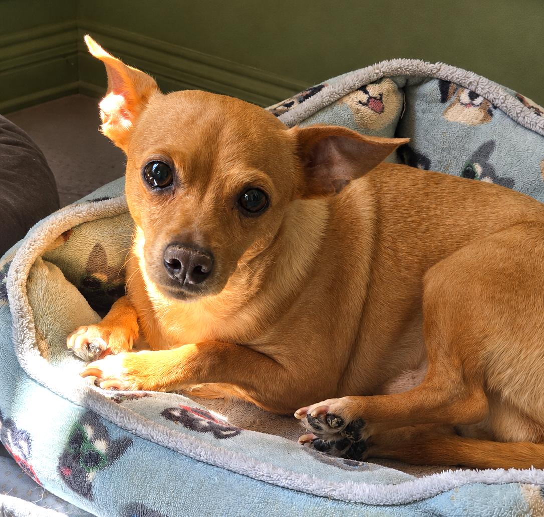 Sweetheart, Adoptable, Adult Male Chihuahua.
