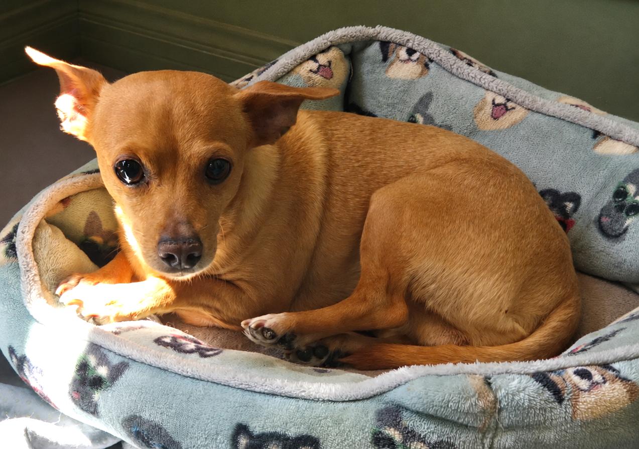Enlarge Sweetheart, a Adoptable Chihuahua in Fallbrook, CA image 2/3