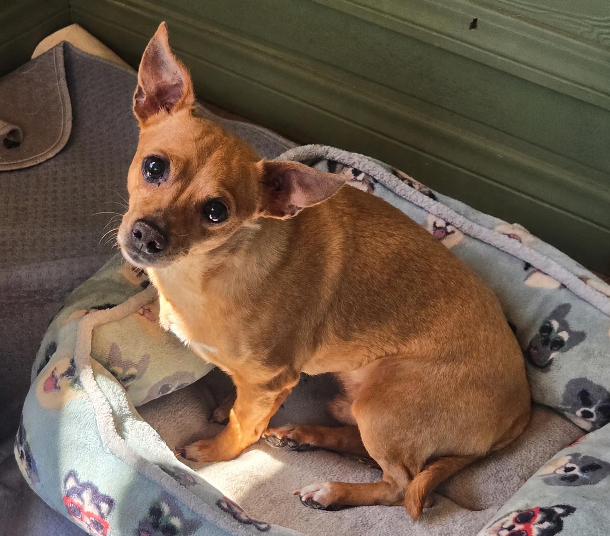 Enlarge Sweetheart, a Adoptable Chihuahua in Fallbrook, CA image 3/3