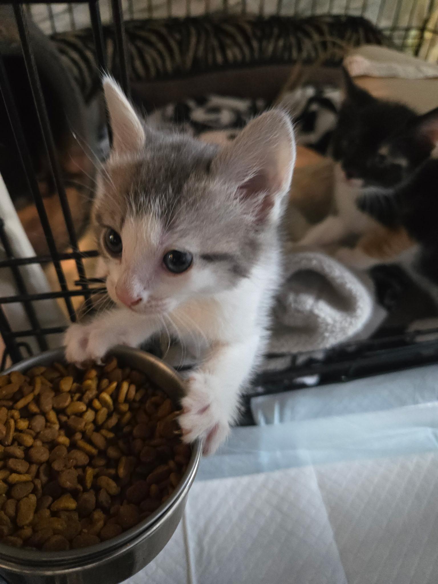 Mike, a ADOPTABLE Domestic Short Hair in Clifton, NJ image 2/3