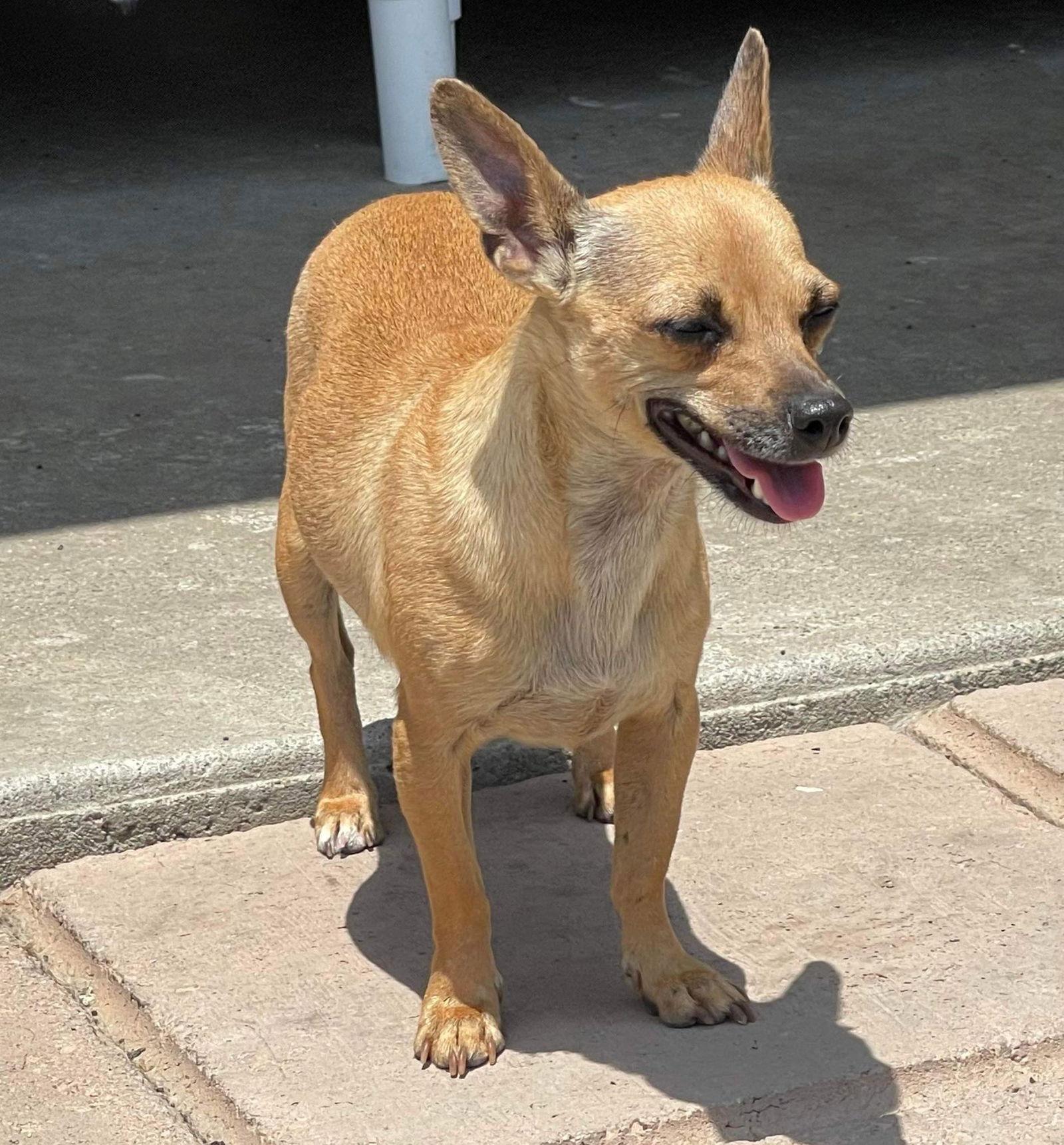 Billie, a Adoptable Chihuahua in La Verne, CA image 1/5