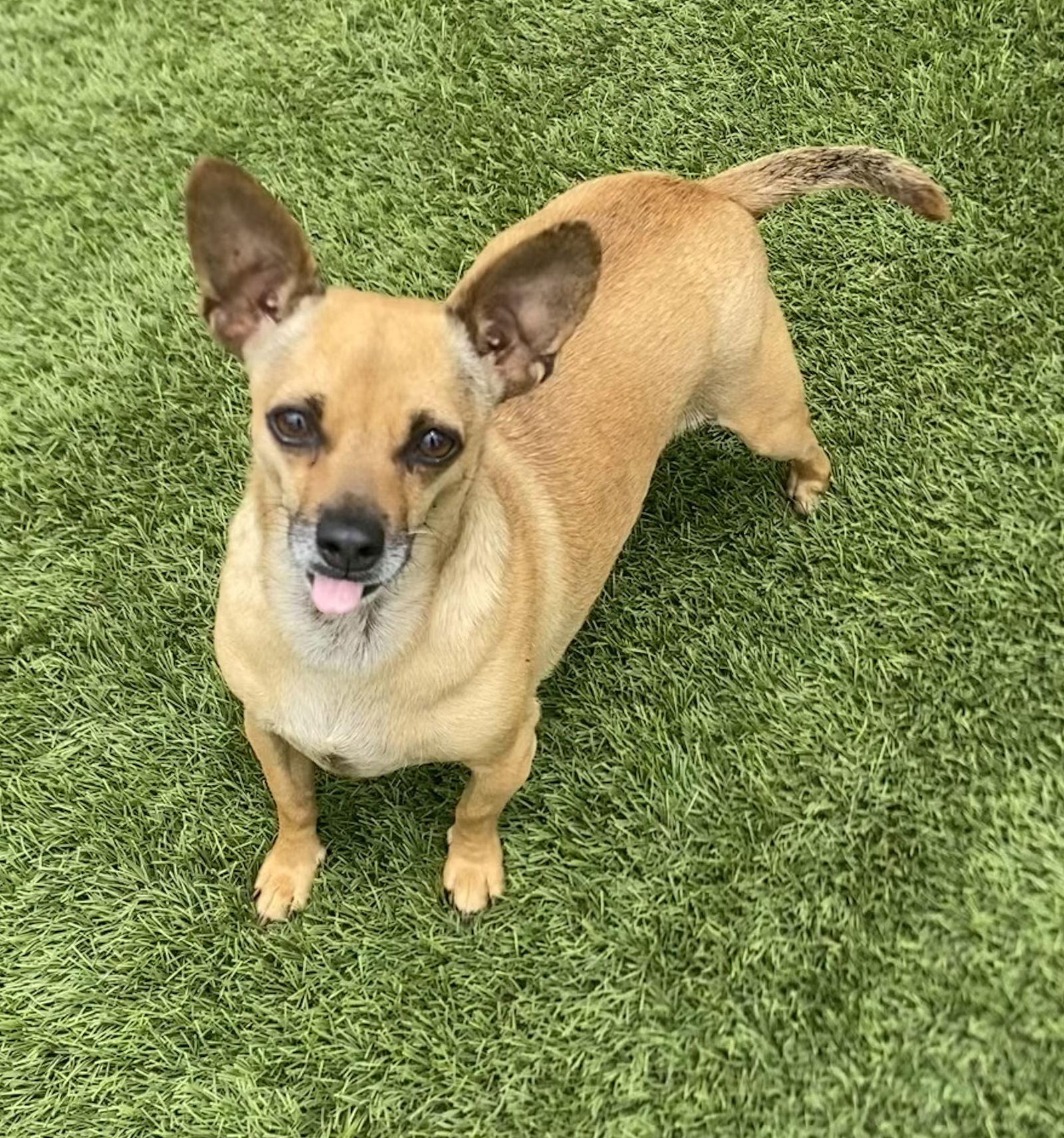 Billie, a Adoptable Chihuahua in La Verne, CA image 2/5