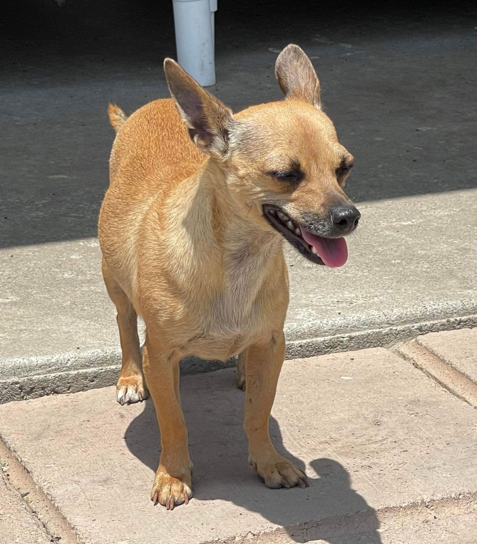 Billie, Adoptable, Young Female Chihuahua.