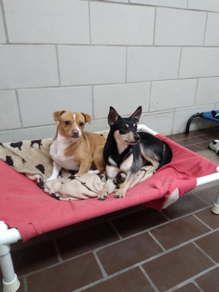 Enlarge Charlie, a Adoptable mixed breed in Deer Park, TX image 1/1