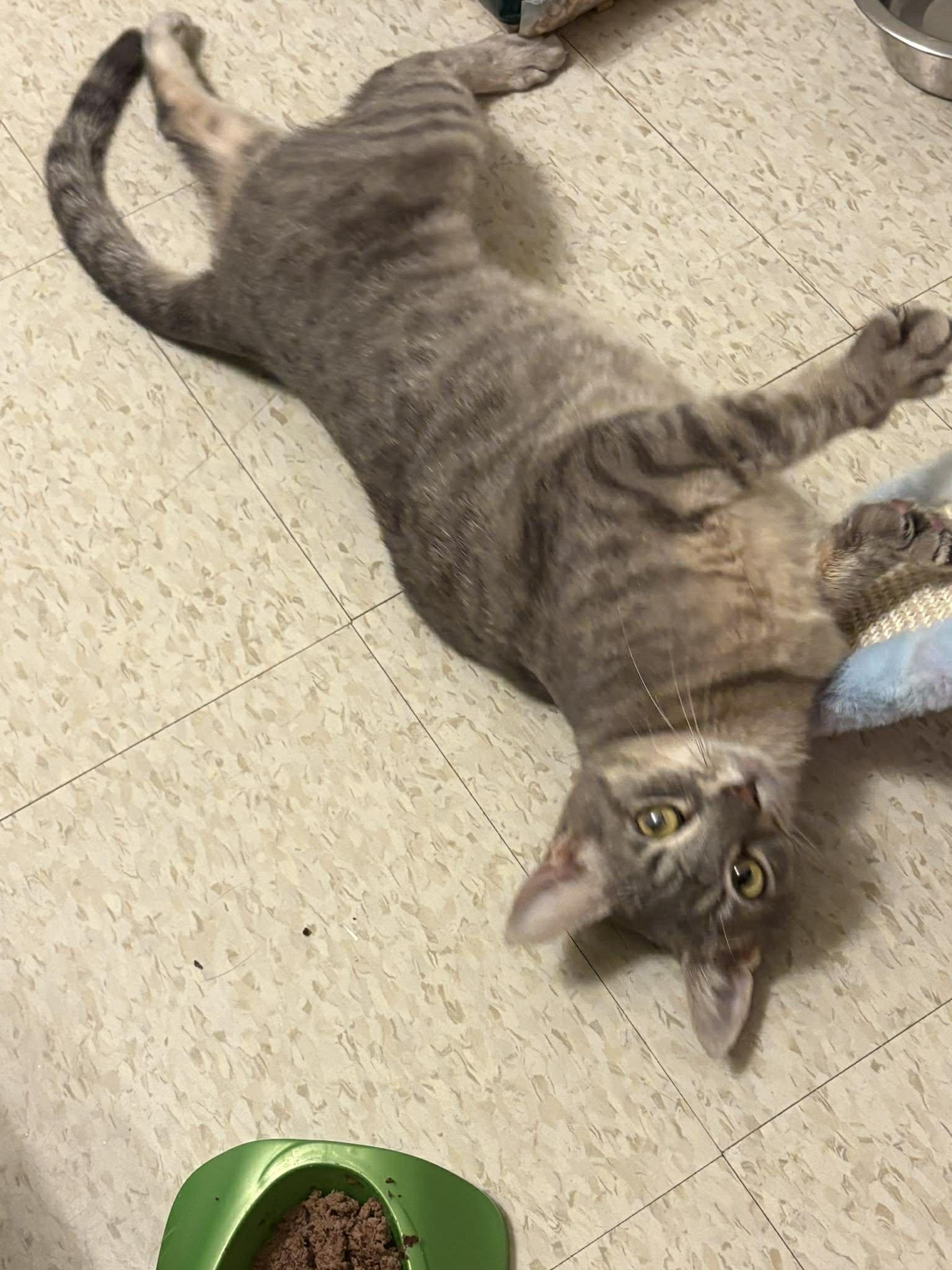 Angel, a ADOPTABLE Domestic Short Hair in Murrells Inlet, SC image 1/4