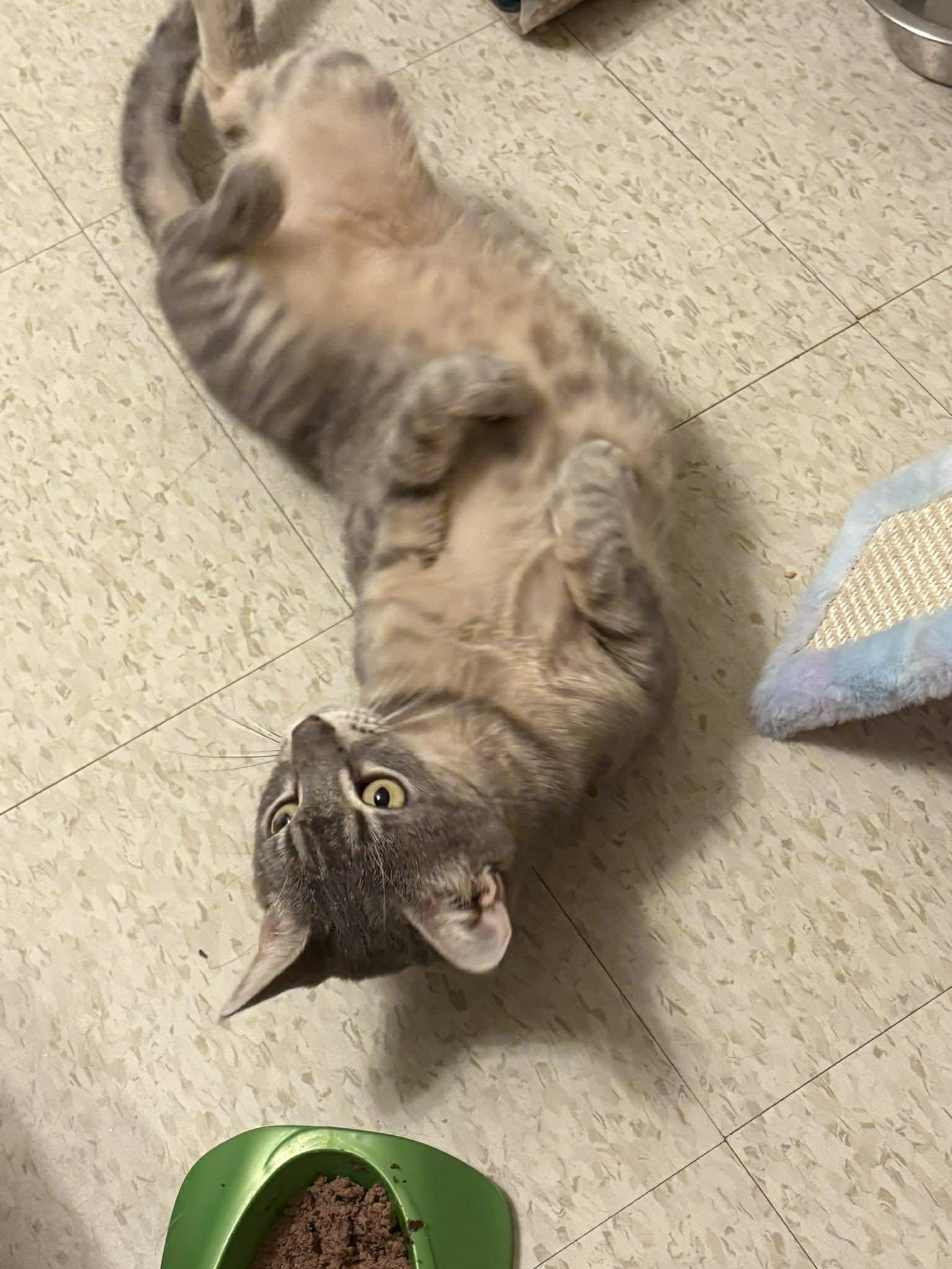 Angel, a ADOPTABLE Domestic Short Hair in Murrells Inlet, SC image 2/4