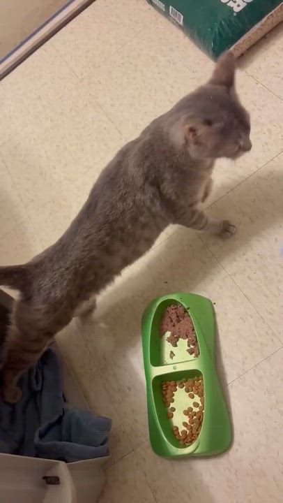 Enlarge Angel, a ADOPTABLE Domestic Short Hair in Murrells Inlet, SC video 4/4