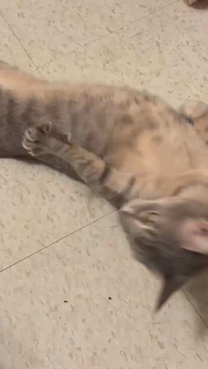 Enlarge Angel, a ADOPTABLE Domestic Short Hair in Murrells Inlet, SC video 3/4