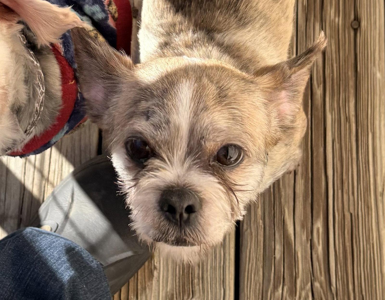 Enlarge Radar, a Adoptable mixed breed in Wheaton, IL image 2/3