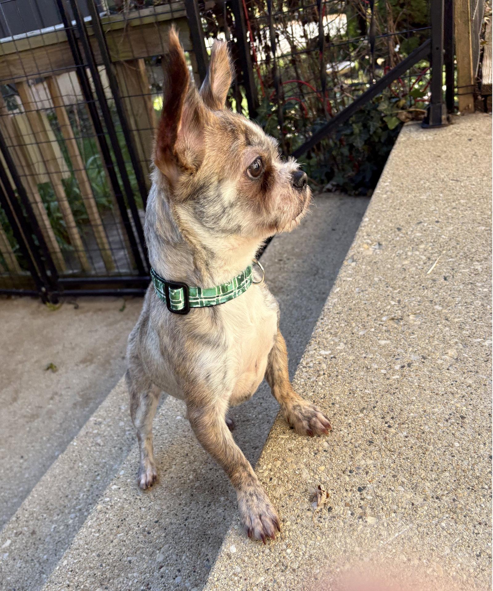 Enlarge Radar, a Adoptable mixed breed in Wheaton, IL image 3/3