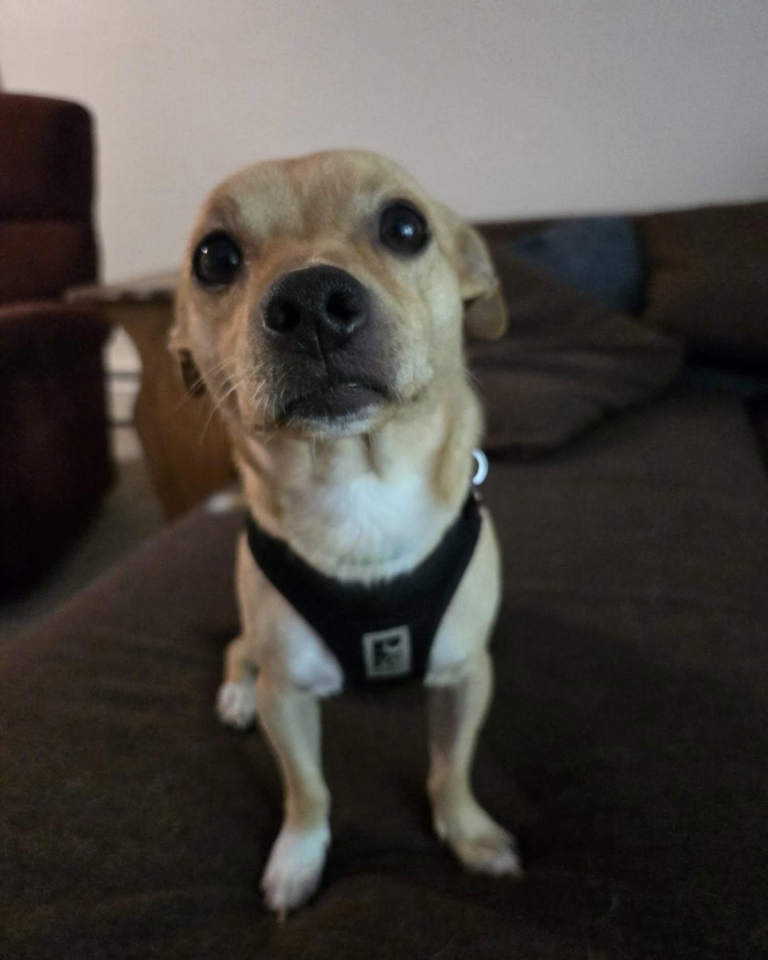 Enlarge HUXLEY, a Adoptable Chihuahua in Coquitlam, BC image 5/6