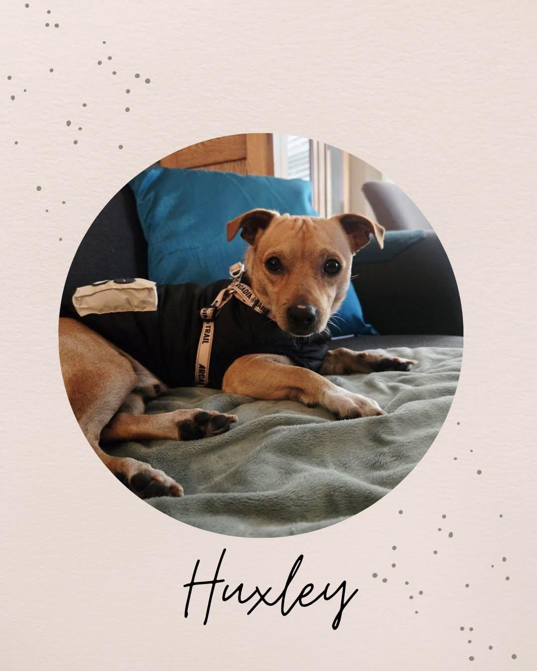 Enlarge HUXLEY, a Adoptable Chihuahua in Coquitlam, BC image 1/6