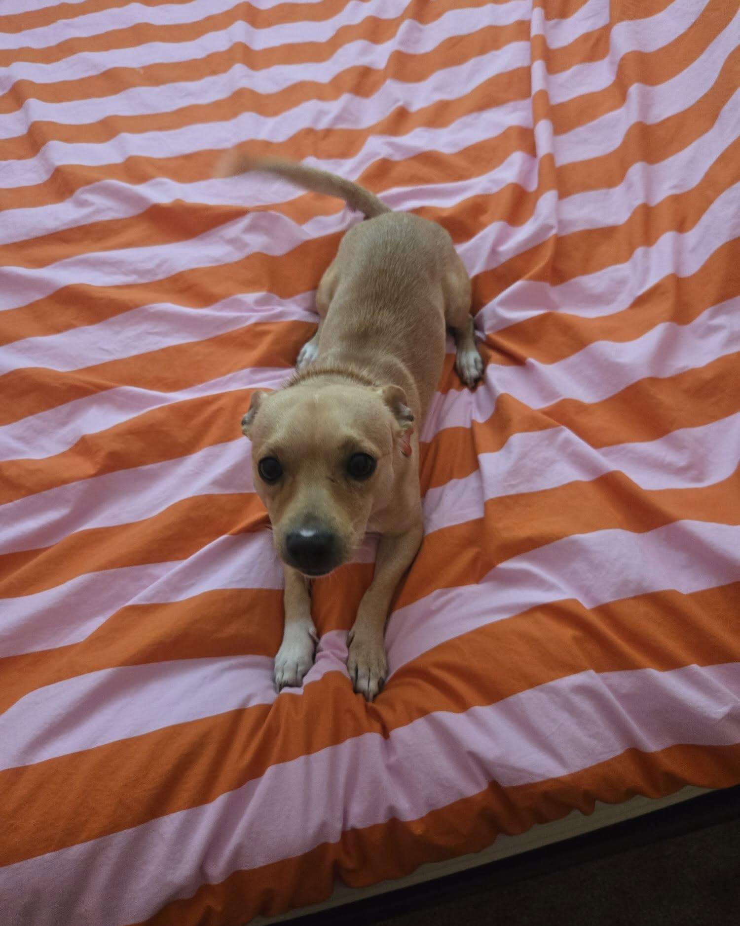 Enlarge HUXLEY, a Adoptable Chihuahua in Coquitlam, BC image 6/6