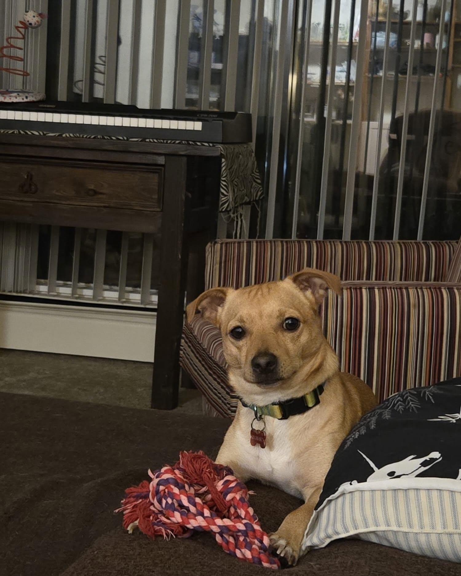 Enlarge HUXLEY, a Adoptable Chihuahua in Coquitlam, BC image 4/6